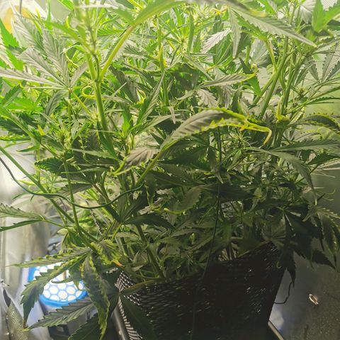 TW growlog timeline photo