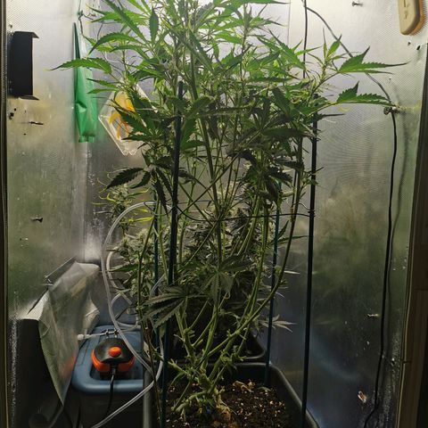 TW growlog photo: Short back & sides. 
