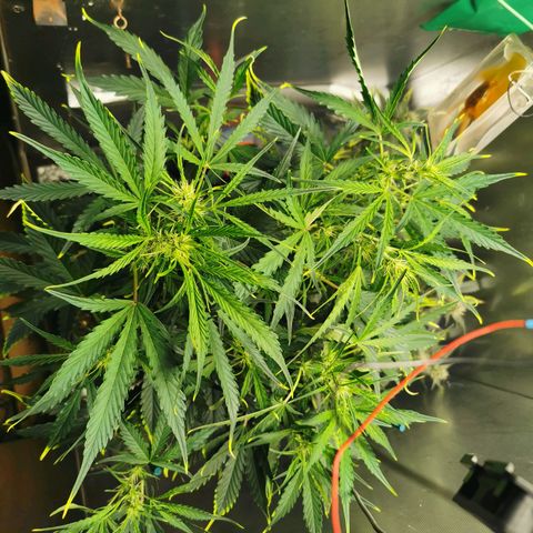 TW growlog photo: Short back & sides. 