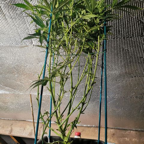 TW growlog photo: Short back & sides. 