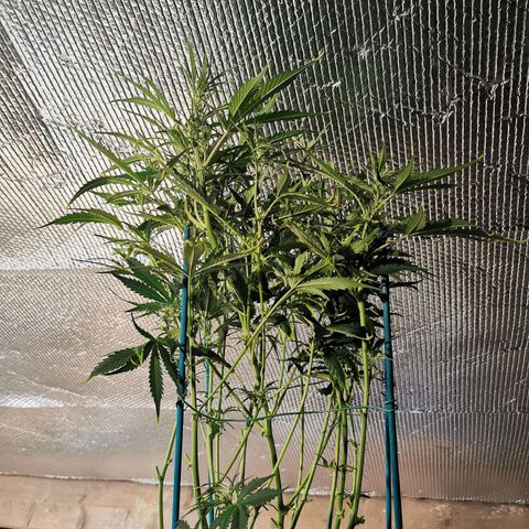 TW growlog photo: Short back & sides. 