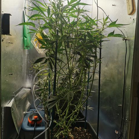 TW growlog photo: Short back & sides. 