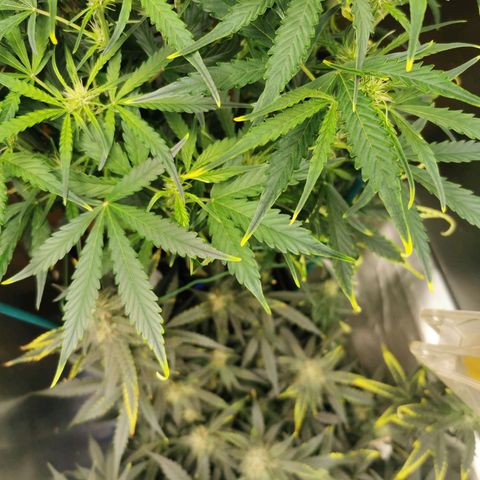 TW growlog timeline photo