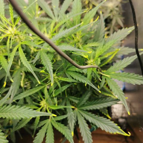 TW growlog timeline photo