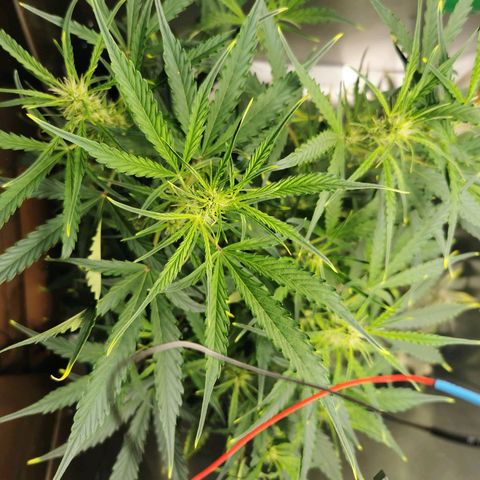 TW growlog timeline photo