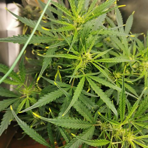 TW growlog timeline photo