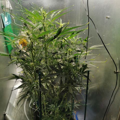 TW growlog timeline photo