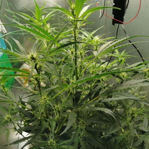 TW growlog timeline photo