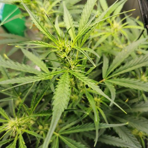 TW growlog timeline photo