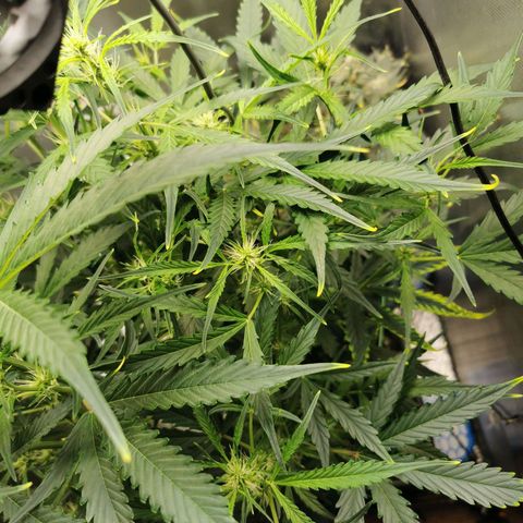 TW growlog timeline photo