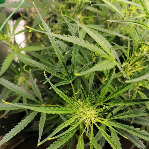 TW growlog timeline photo