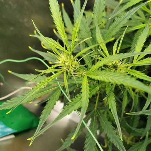 TW growlog timeline photo