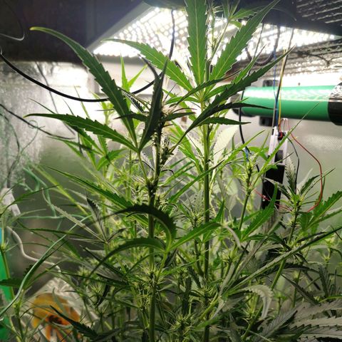 TW growlog timeline photo