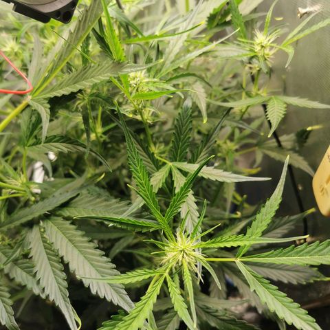 TW growlog timeline photo