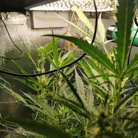 TW growlog timeline photo