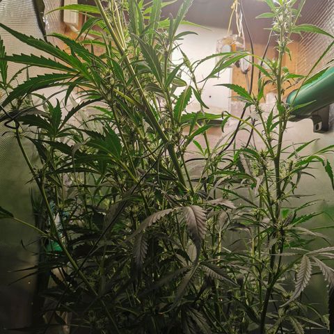 TW growlog timeline photo