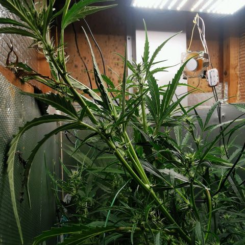 TW growlog timeline photo