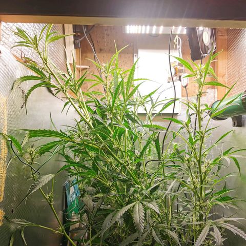TW growlog timeline photo