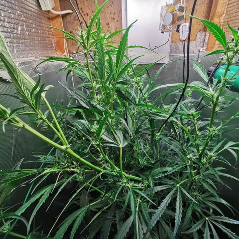 TW growlog timeline photo