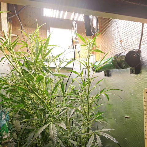 TW growlog timeline photo