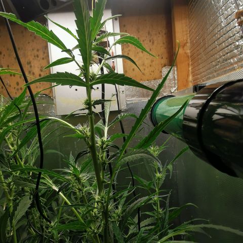 TW growlog timeline photo