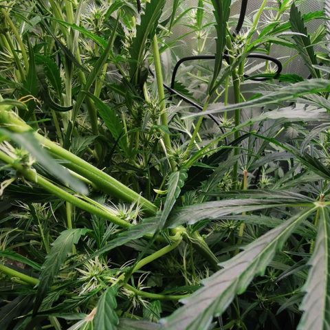 TW growlog timeline photo