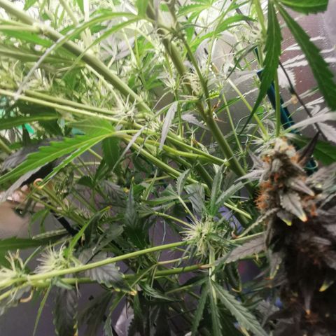 TW growlog timeline photo