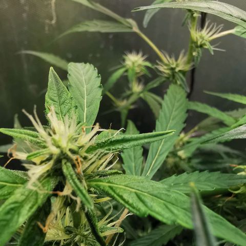 TW growlog timeline photo