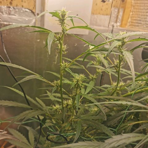 TW growlog timeline photo
