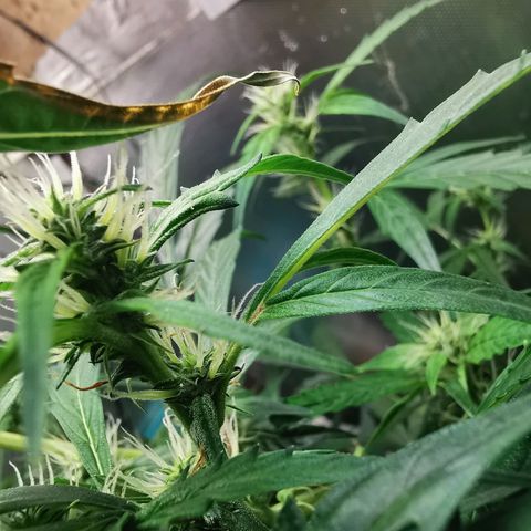 TW growlog timeline photo