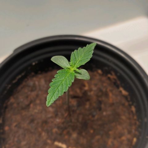Candy Cane growlog timeline photo