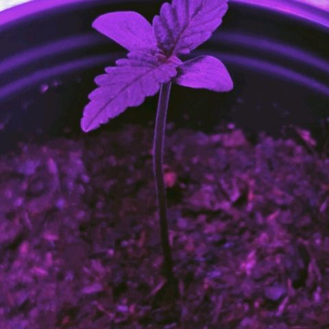 Candy Cane growlog timeline photo