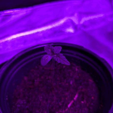 Candy Cane growlog photo: Water droplet