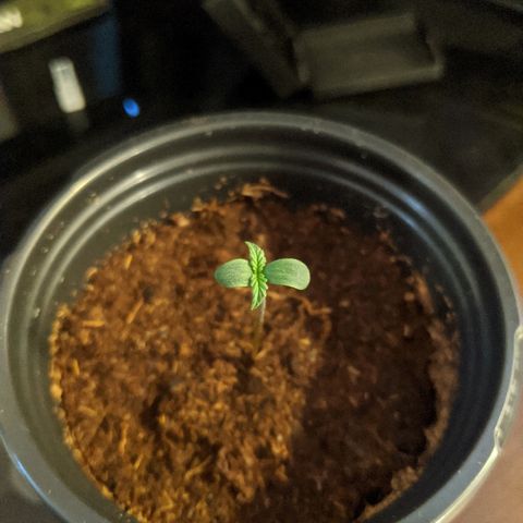 Candy Cane growlog timeline photo