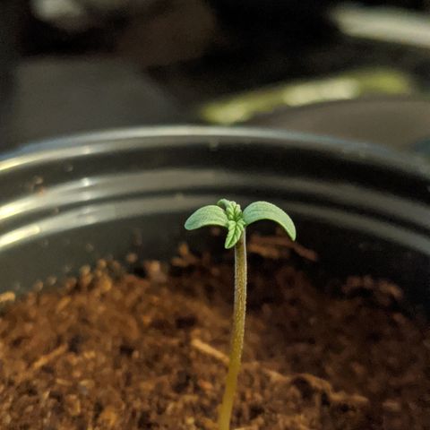 Candy Cane growlog timeline photo