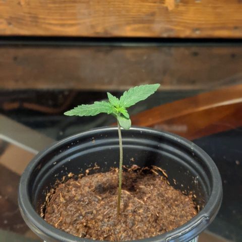 Candy Cane growlog timeline photo