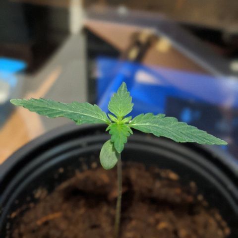 Candy Cane growlog timeline photo