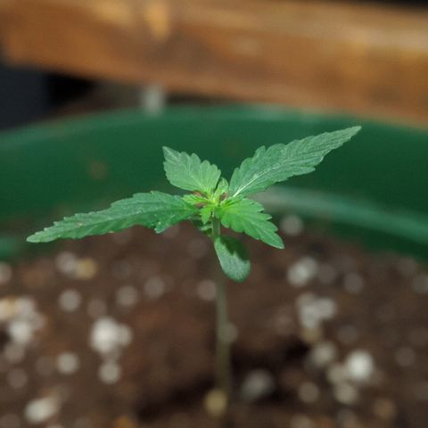 Candy Cane growlog photo: Transplant looks to have not shocked plant. Watch for signs.