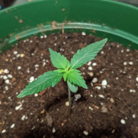 Candy Cane growlog photo: Transplant looks to have not shocked plant. Watch for signs.