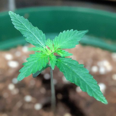 Candy Cane growlog timeline photo
