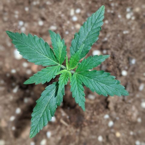 Candy Cane growlog timeline photo