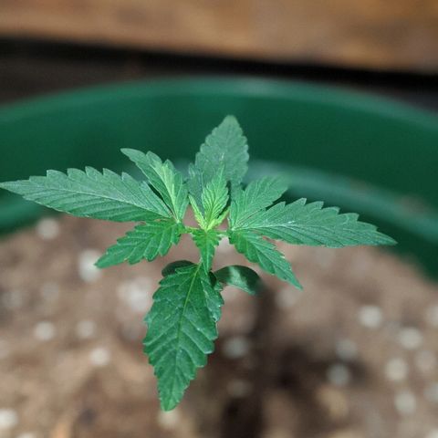 Candy Cane growlog timeline photo