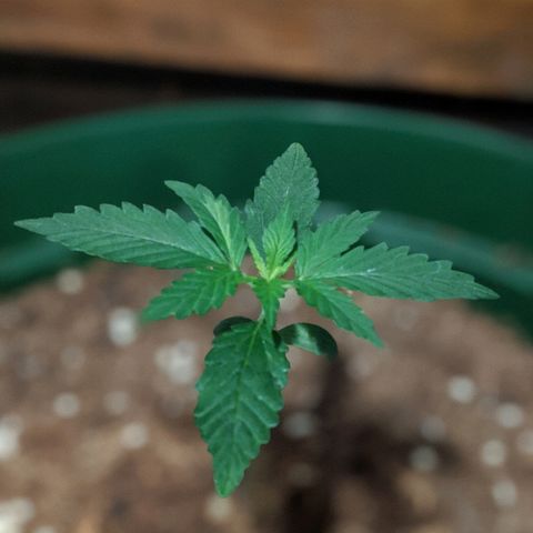 Candy Cane growlog timeline photo