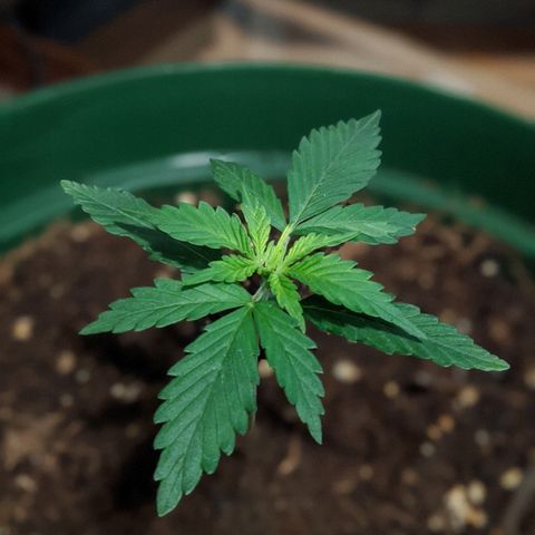 Candy Cane growlog timeline photo