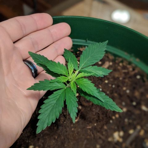 Candy Cane growlog timeline photo