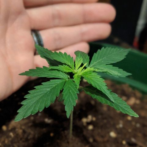 Candy Cane growlog timeline photo