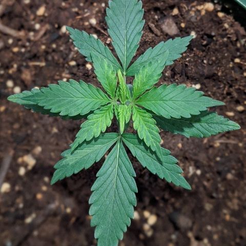 Candy Cane growlog timeline photo