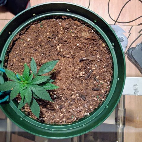 Candy Cane growlog photo: Looks a bit dry. Might water tonight.