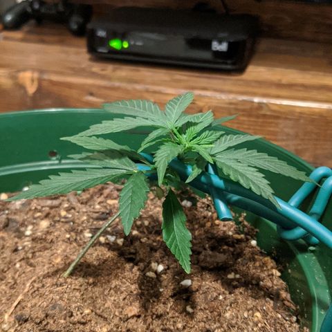 Candy Cane growlog photo: Looks a bit dry. Might water tonight.