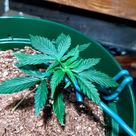 Candy Cane growlog photo: Looks a bit dry. Might water tonight.